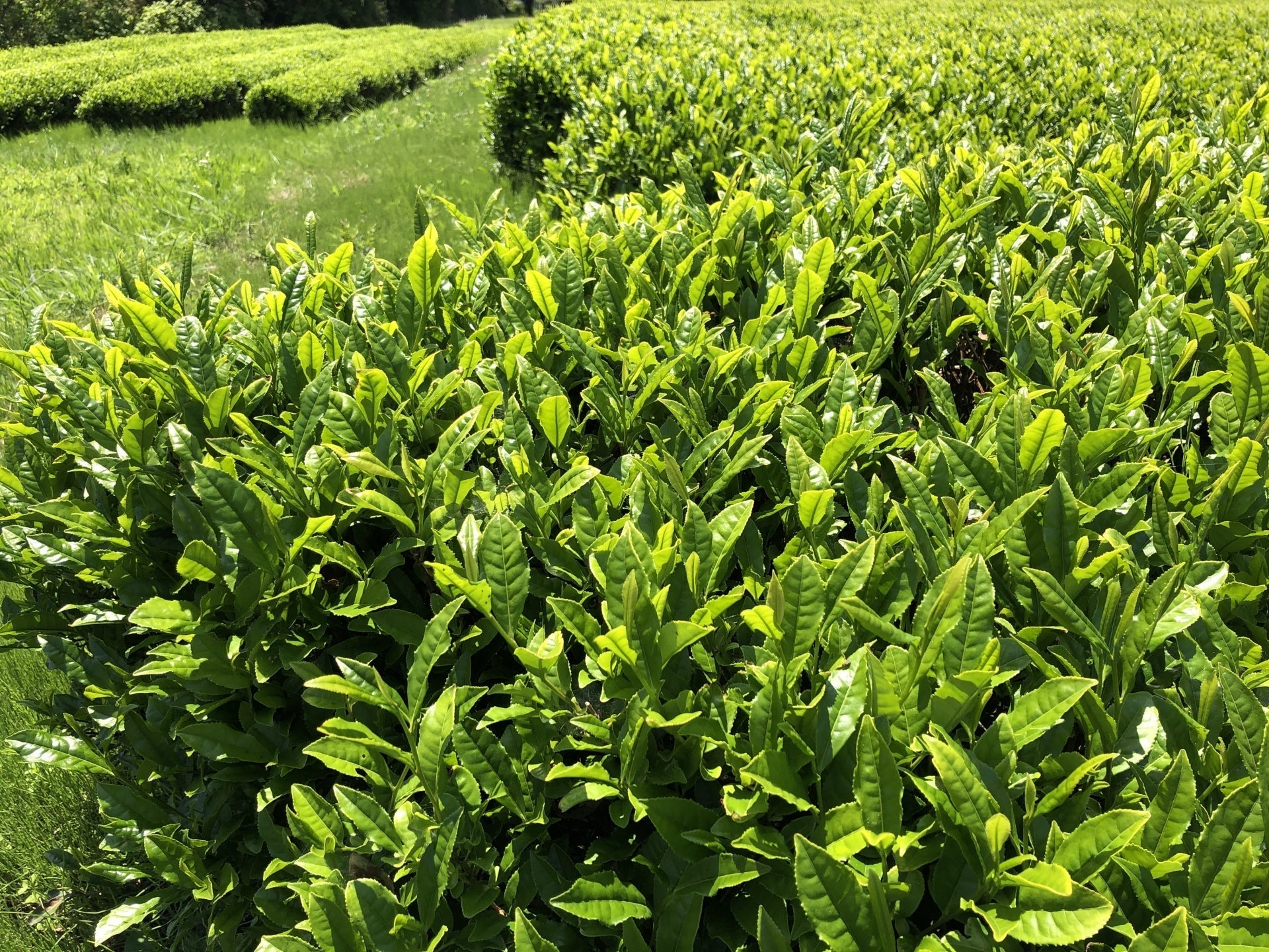 Порошковий ґьокуро — японський чай, який навіть витонченішій за матча