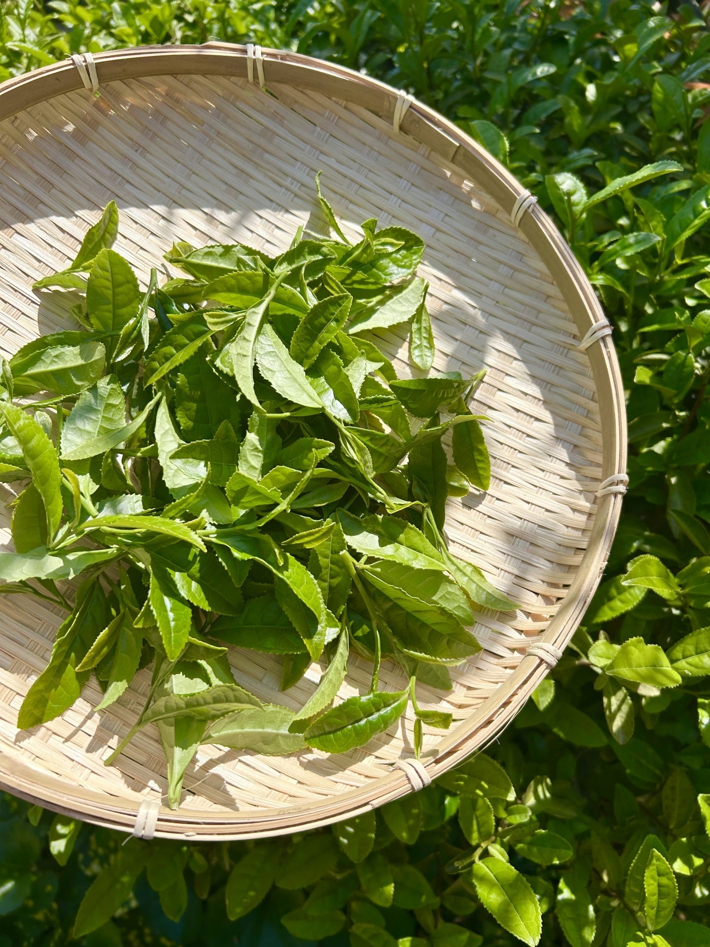 Форма листка → форма смаку: зв’язок між тенча і смаком японської матчa